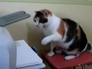 Кошка против принтера