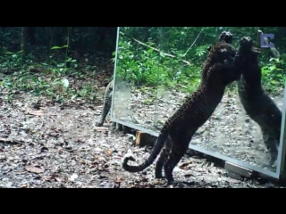 Что будет, если в заповеднике поставить зеркало