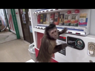 Обезьяна пришла купить себе сок в автомате